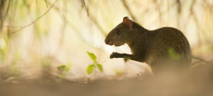 agouti